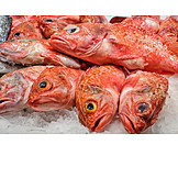   Fischmarkt, Speisefisch, Rotbarbe