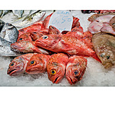   Fisch, Fischmarkt, Rotbarbe
