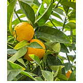   Orangen, Orangenbaum