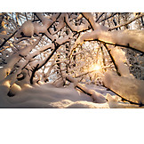   Winter, Sunbeams, Snow, Branches