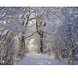   Footpath, Winter, Snow
