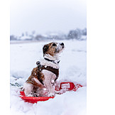   Snow, Dog, Sleigh