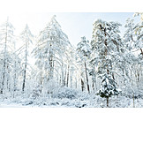   Forest, Winter, Snowy