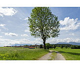   Tree, Footpath, Berchtesgadener Land