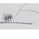   Winter, Pasture, Snow, Fence