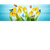   Schmetterling, Tulpe, Frühlingszeit