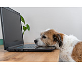   Hund, Laptop, Erschöpft