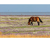   Pasture, Horse, Ostfriesland