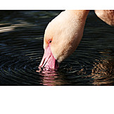   Trinken, Flamingo