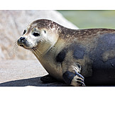   Seal