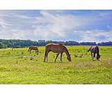   Pasture, Horses
