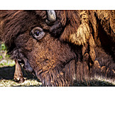   European bison