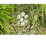   Grass, Spawning, Duck Egg