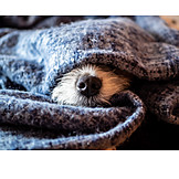   Dog, Blanket, Hidden