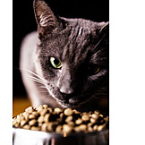   Cat, Feeding, Cat Food