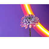   Flower, Neon Light, Chrysanthemum