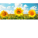   Sunflower, Sunflower Field, Sunflower Blossom