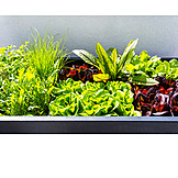   Salad, Garden herbage