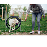   Labrador Retriever, Agility, Dog Sport, Dog Training