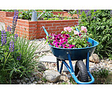   Garden, Flowers, Wheelbarrow, Planting