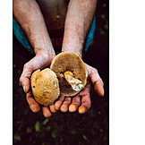   Collecting, Hand, Fungi
