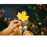   Holding, Hand, Autumn Leaf, Maple