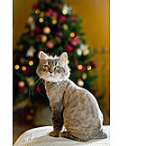   Katze, Weihnachtsbaum