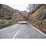   Sheep Herd, Road