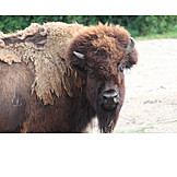   Bison, Amerikanischer bison