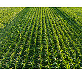   Field, Agriculture, Maize Field
