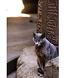   Cat, Egypt