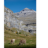   Cow, Pyrenees, Ordesa Y Monte Perdido National Park