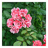   Rose, Flower Garden