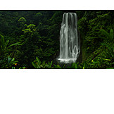   Wasserfall, Regenwald