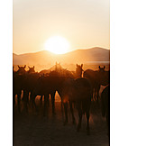   Sonnenuntergang, Pferdeherde