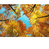   Bäume, Baumkrone, Herbstfärbung