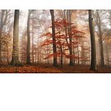   Forest, Autumn, Tree