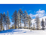   Winter, Coniferous Tree, Snow
