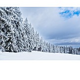   Winter, Snow, Coniferous, Thuringian Forest