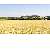   Agriculture, Wheat Field, Hohenlohekreis