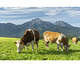   Pasture, Cows, Dairy