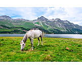   Pferd, Grasen, Alpen