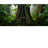   Rainforest, Hiker, Nature