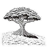   Tree, Drawing