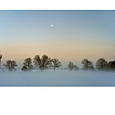  Winter, Fog, Moon, Tree Series