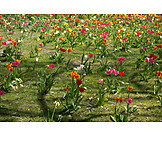   Tulips, Meadow