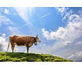   Cow, Alp