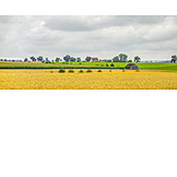   Agriculture, Farmland, Corn Field