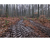   Path, Forest, Tire Tracks