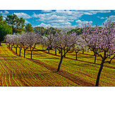   Agriculture, Majorca, Almond Tree